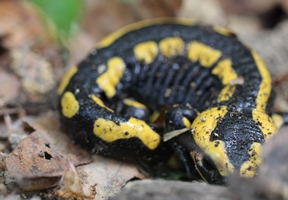 Feuersalamander