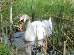 Höckerschwan im Emscherbruch Höckerschwan im Emscherbruch