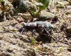 Sandlaufkäfer im Emscherbruch Sandlaufkäfer im Emscherbruch