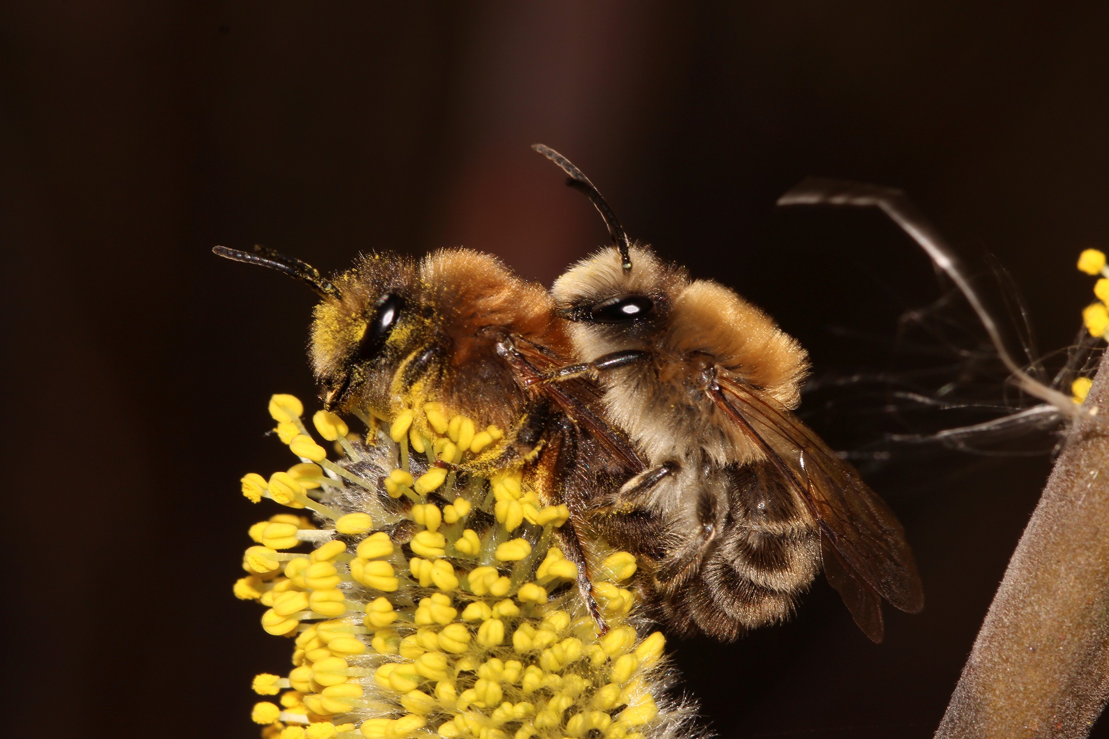 Fr&uuml;hlingsseidenbiene