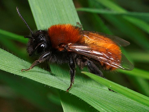 Fuchsrote Sandbiene