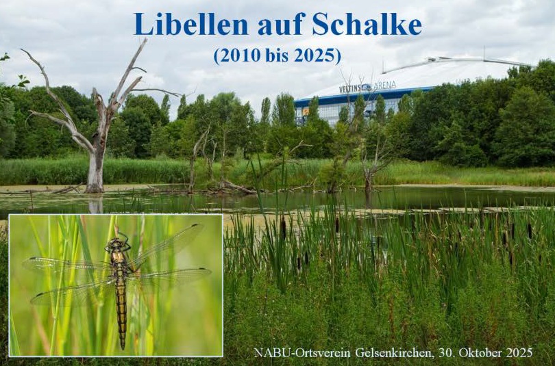 Ankündigung Libellen auf Schalke