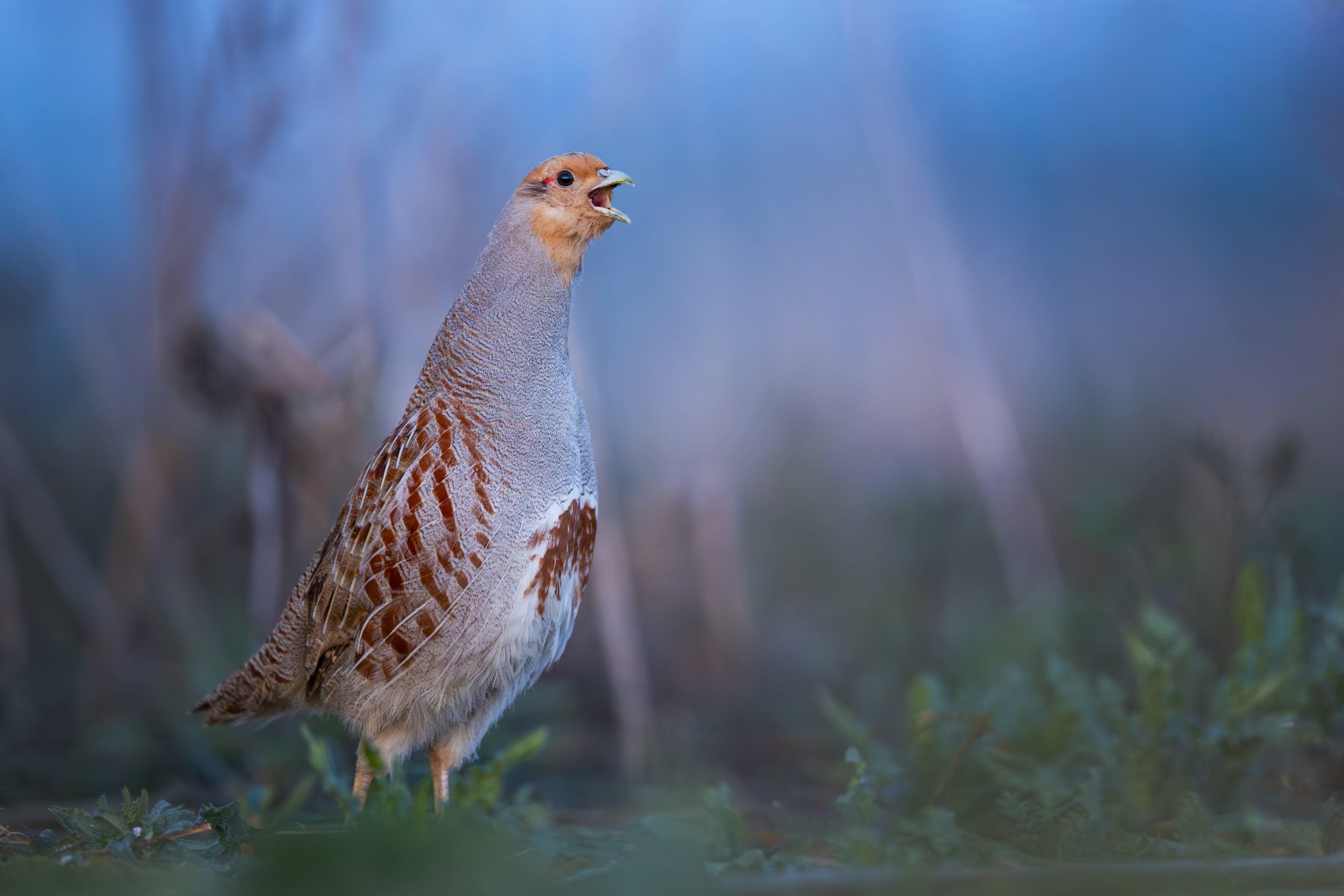 rufendes Rebhuhn Foto: Hermann Hirsch
