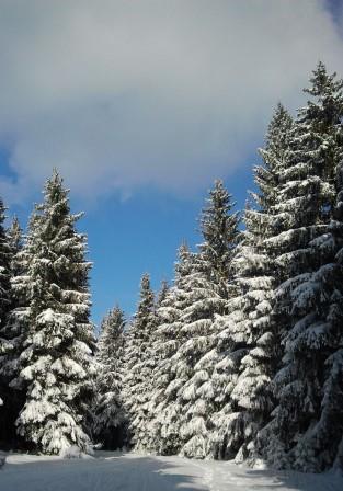 Winterwald