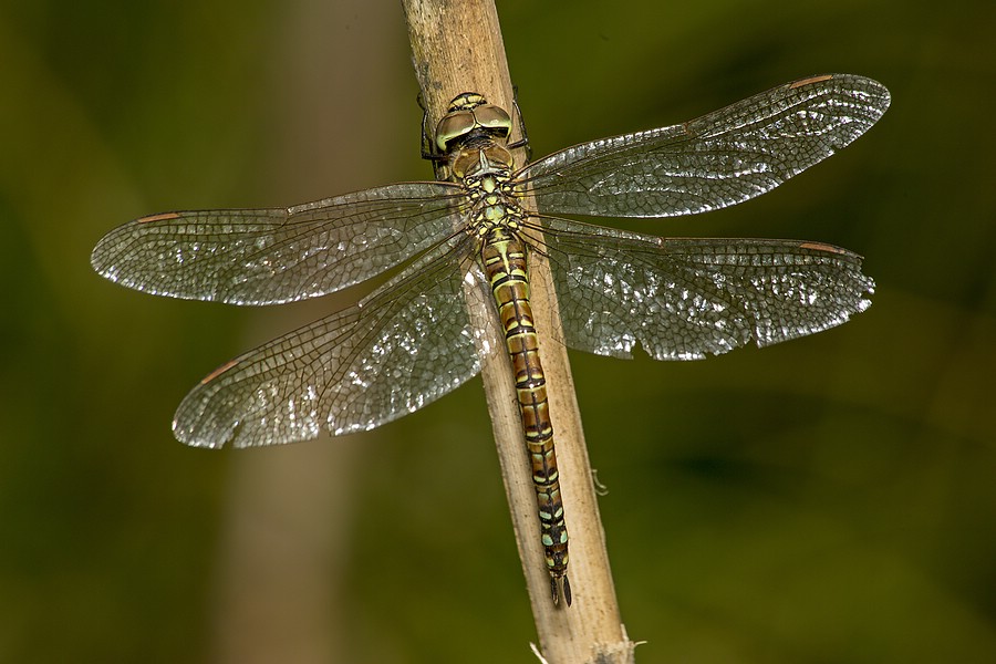 Ein Weibchen der gelbgrünen Farbform ruht an einem Schilfstängel