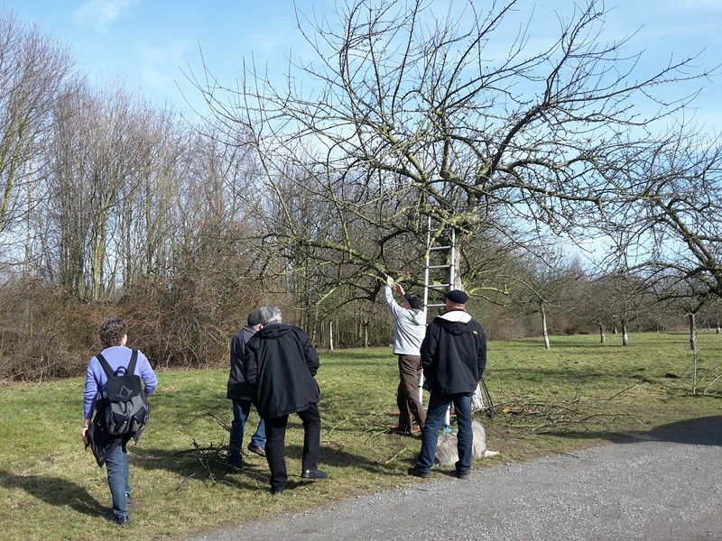 Streuobstwiese
